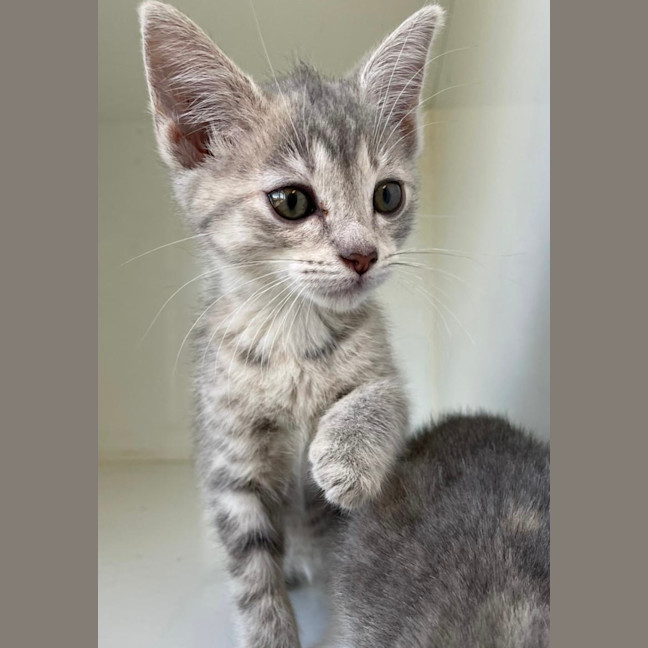 Photo of Missy