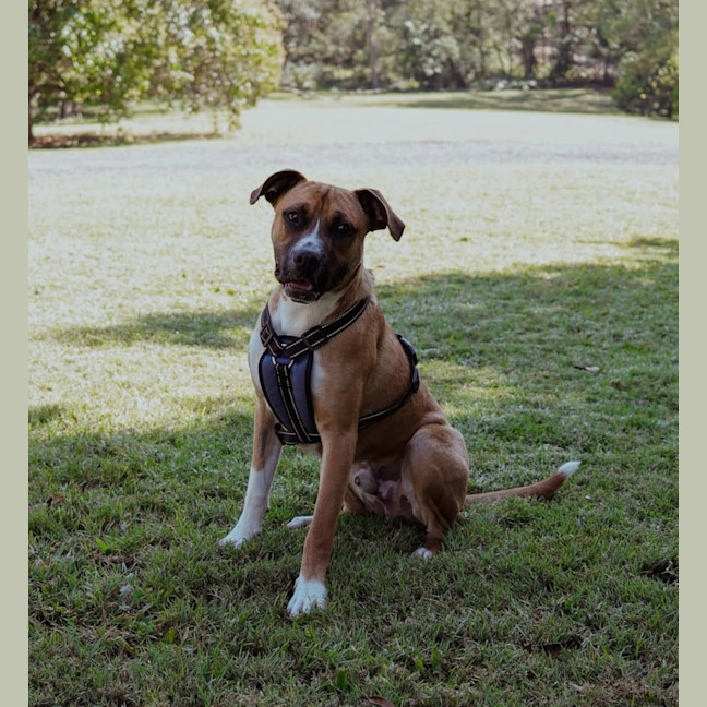 Photo of Broli *$350 Adoption Fee* 