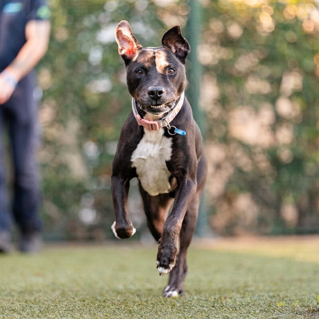 Photo of Denzel Woofington