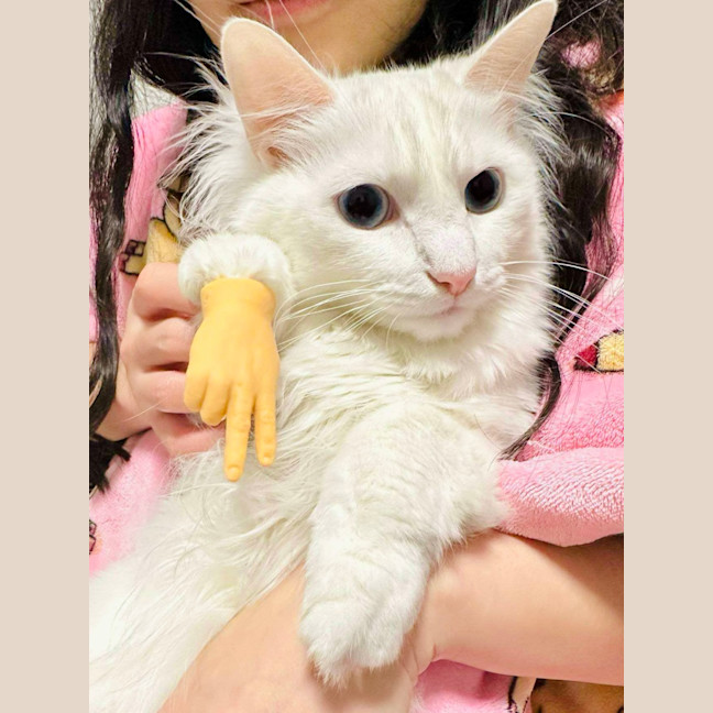 Photo of Mochi 