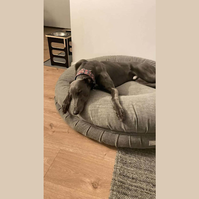 Photo of Appy, The Rescue Greyhound