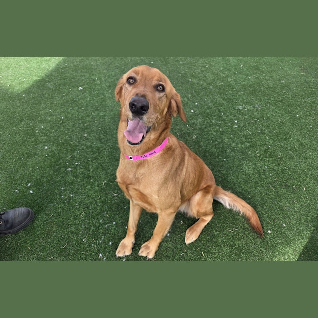 Photo of Nala Imp 1431