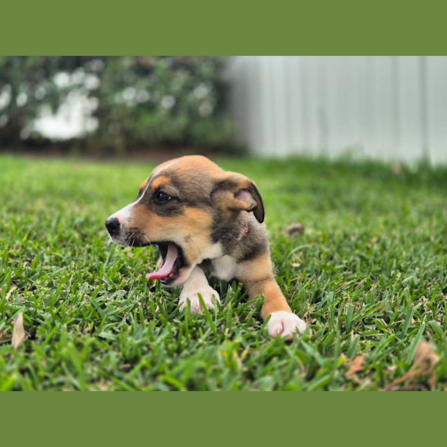 Photo of Baska   10 Week Old German Shepherd X