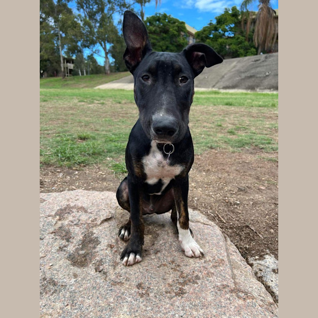 Photo of Ranger