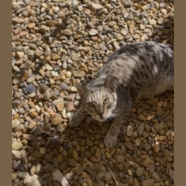 Photo of Sheldon