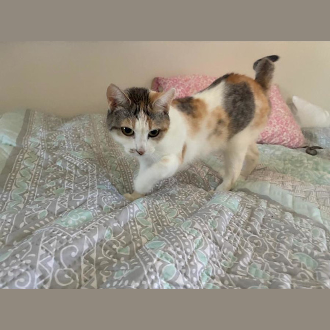 Photo of Daisy