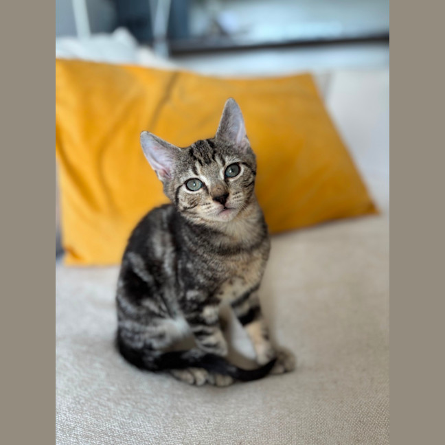 Photo of Pocket