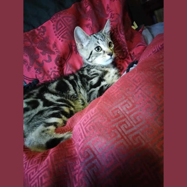 Photo of Atlas