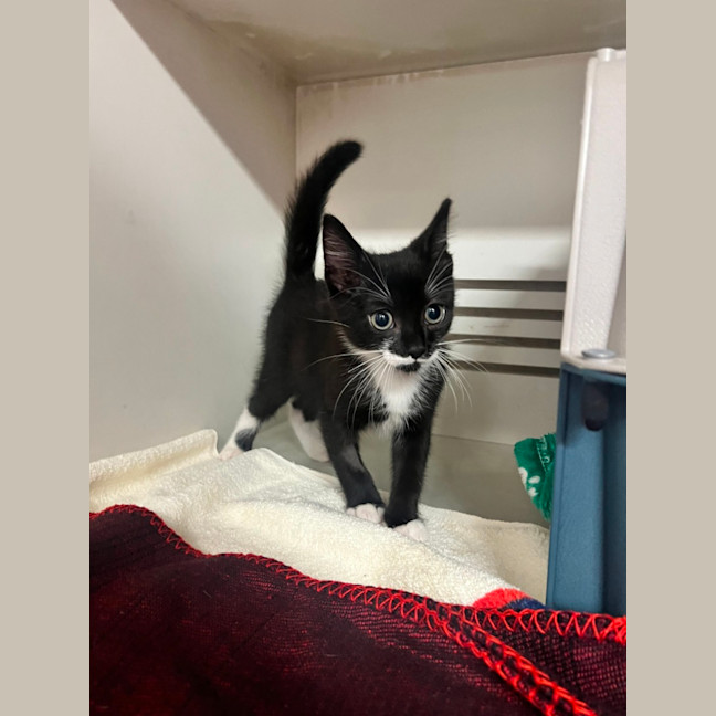 Photo of Will   Meet Me @ Petstock Double Bay