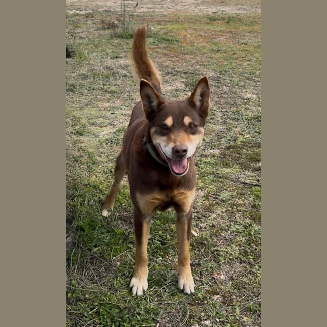 Photo of Rusty