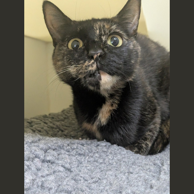 Photo of 🦦 Damita 6889 🦦