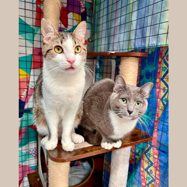 Photo of Bubble And Squeek