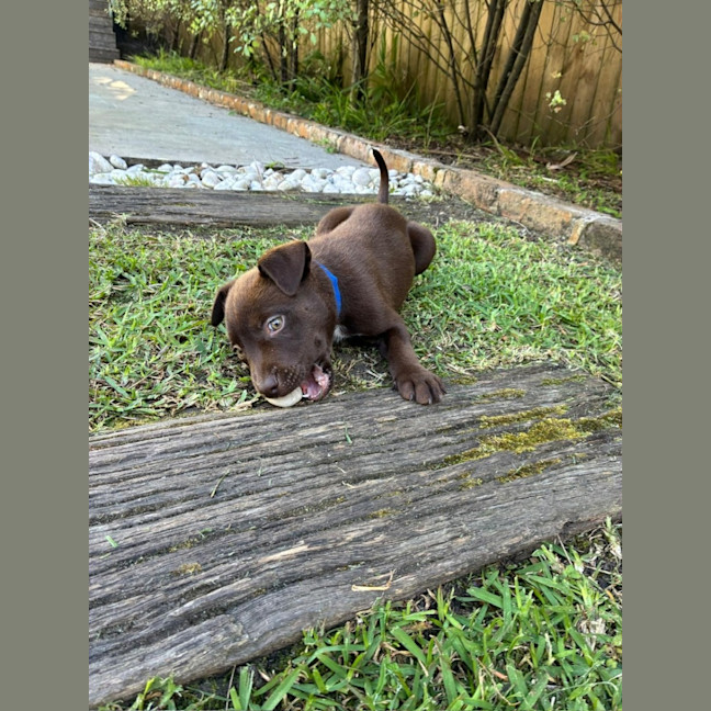 Photo of Fudge