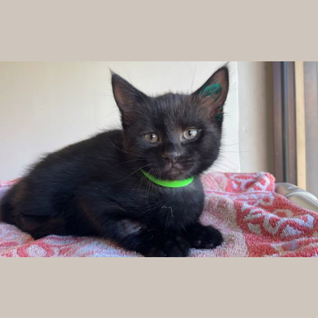 Photo of Jiji