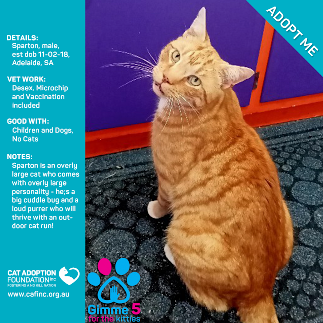 Photo of Sparton Only $40 Limited Time!