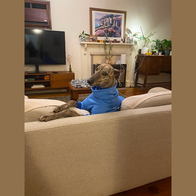 Photo of Bandit