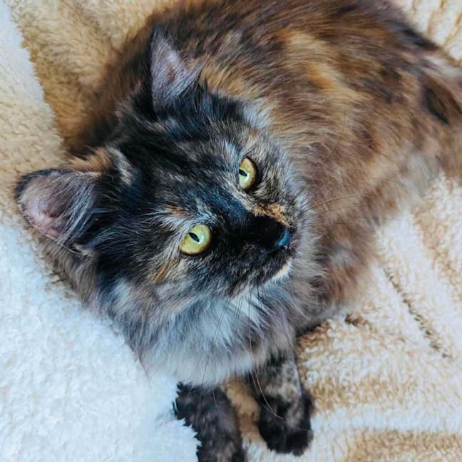 Photo of Sage   In Foster Care In Thornbury
