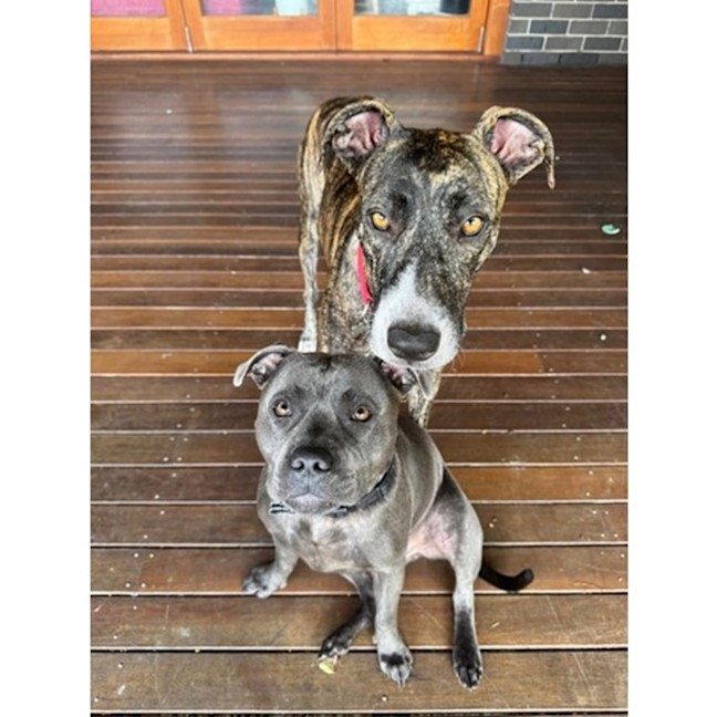 Photo of Maisy *$350 Adoption Fee*