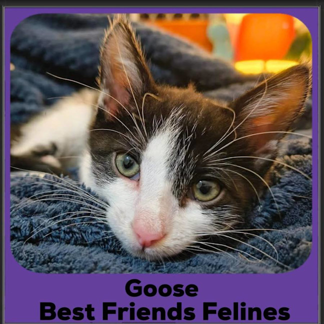 Photo of Goose 