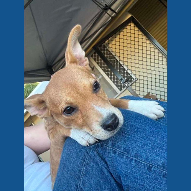 Photo of Scrappy