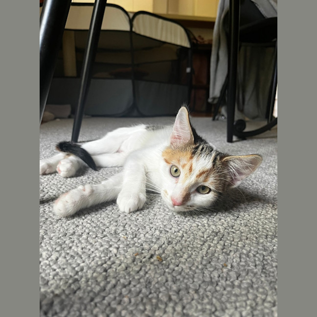 Photo of Snaxwell