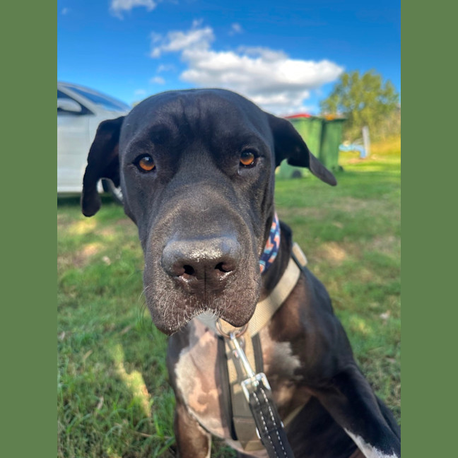 Photo of Boof