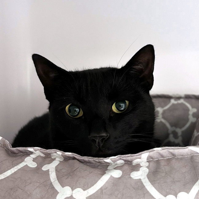 Photo of Echo Sua015190