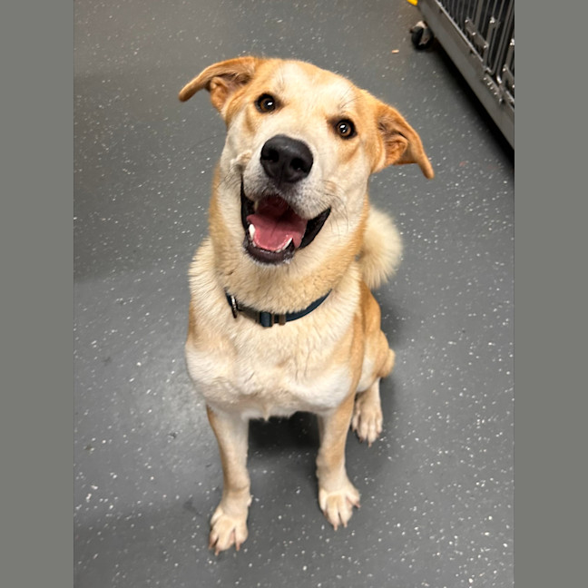 Photo of Cheeseburger