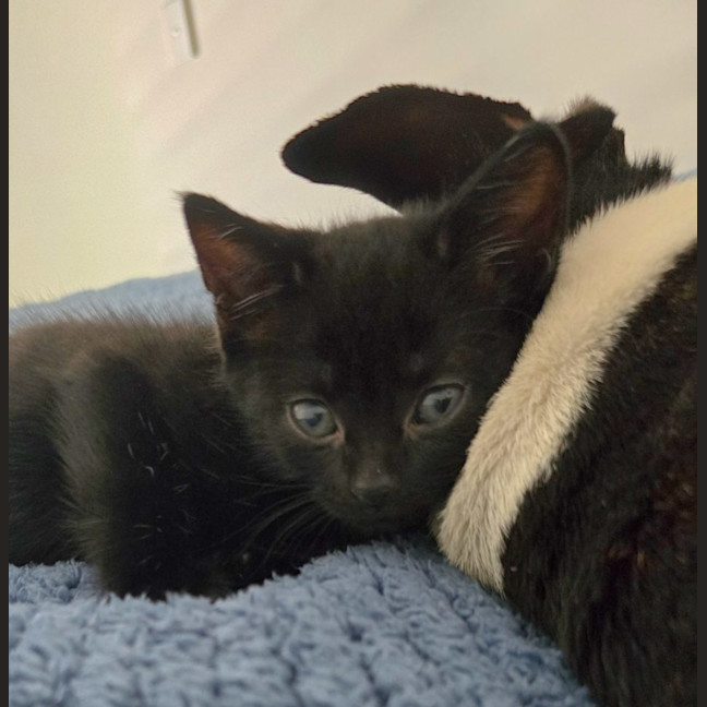 Photo of Rowdy Available 17th