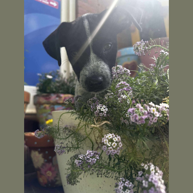 Photo of Jessie
