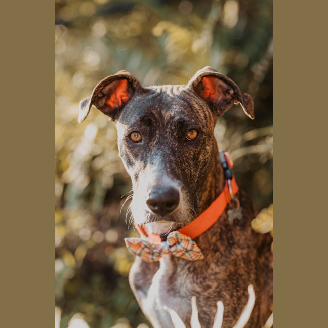 Photo of Maisy *$350 Adoption Fee*