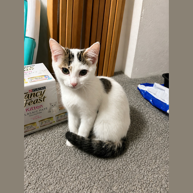 Photo of Lily