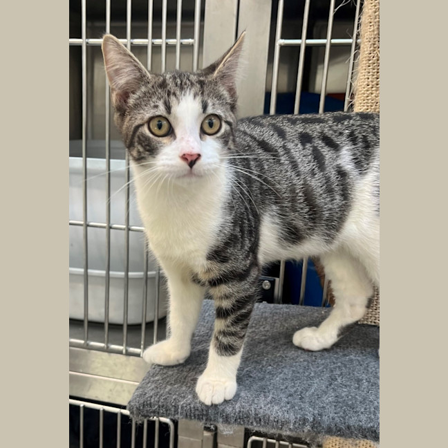 Photo of Bandar (9966)