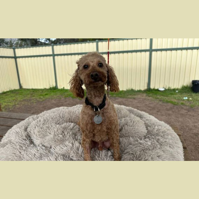 Photo of Charlie