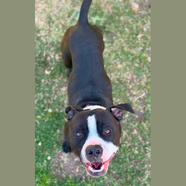 Photo of Loki