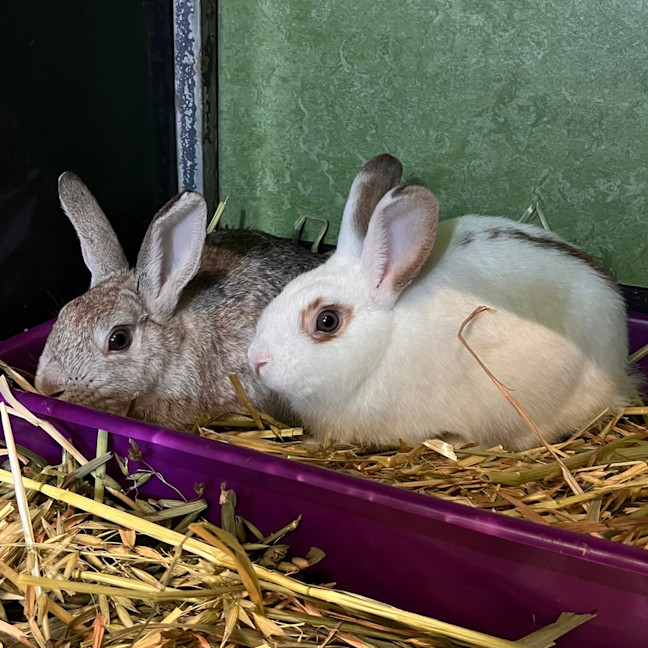 Photo of Peanut Butter (Bonded With Jelly)