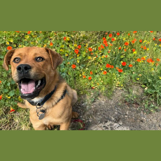 Photo of Brock