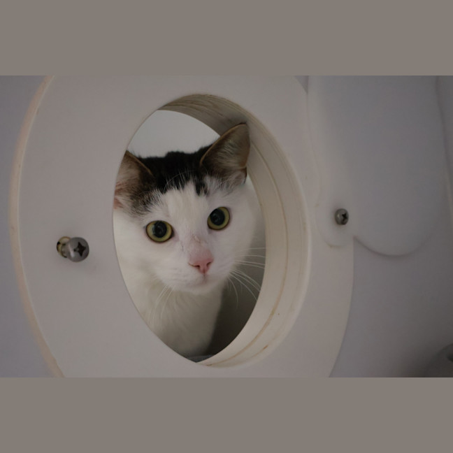 Photo of Midori