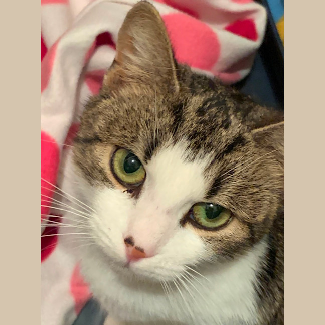 Photo of Smokey