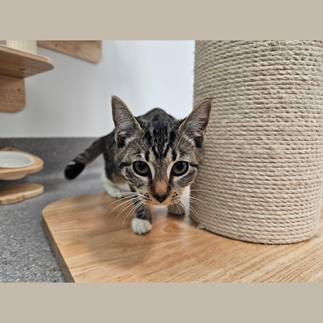 Photo of Nyx