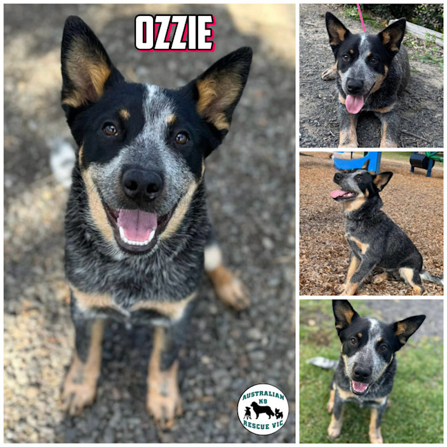Photo of Ozzie