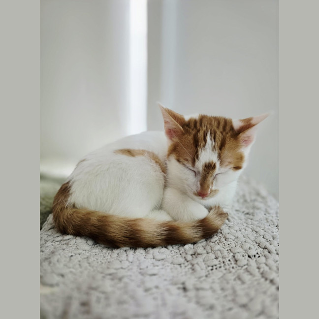 Photo of Basil
