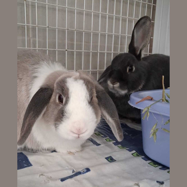 Photo of Chewy And Nibbles