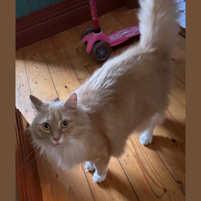 Photo of Willy Belle