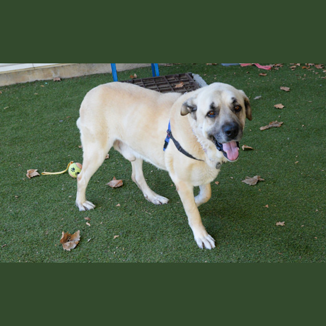 Photo of Big Boy
