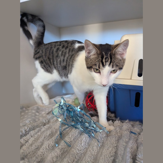 Photo of Cookie