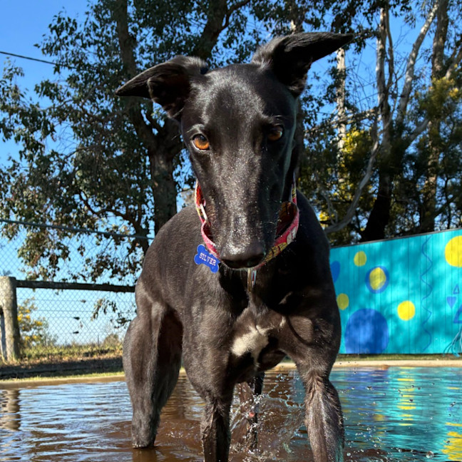 Photo of Silver