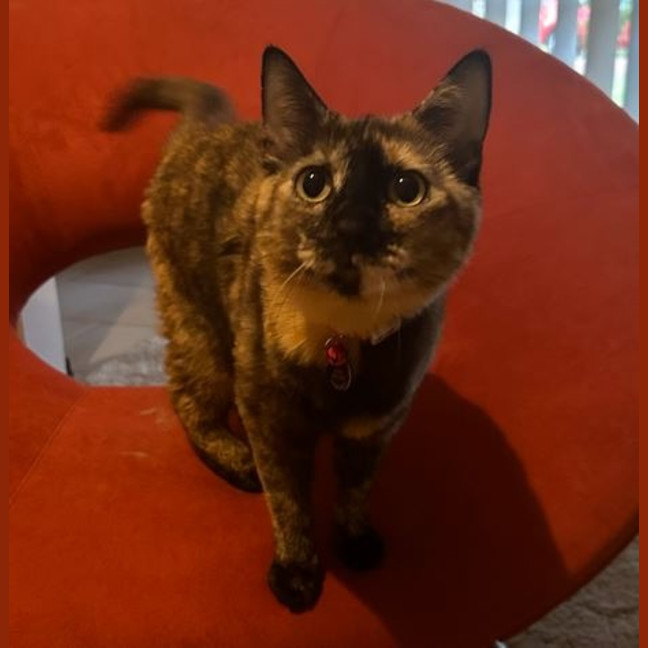 Photo of Misty