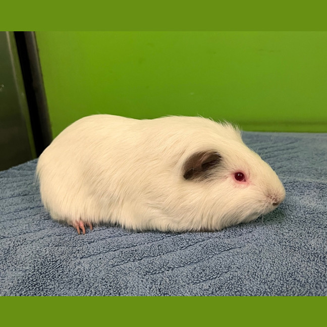 Photo of Coconut