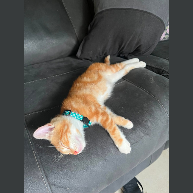 Photo of Merlot